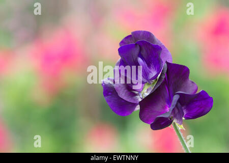 Platterbse man, Sweet Pea "Solway Wiegenlied" Blumen Stockfoto