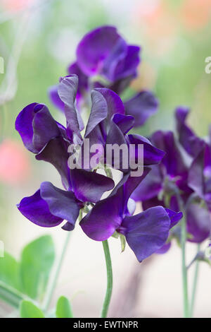 Platterbse man, Sweet Pea "Solway Wiegenlied" Blumen Stockfoto