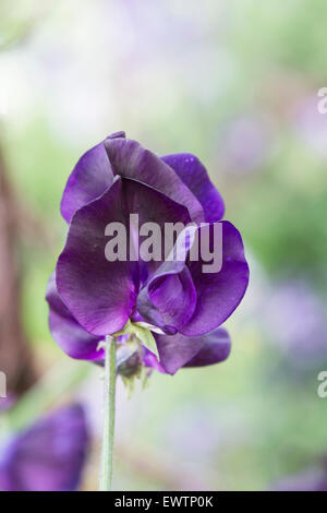 Platterbse man, Sweet Pea "Solway Wiegenlied" Blumen Stockfoto