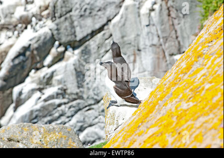 Tordalken (Alca Torda) auf Great Saltee Island in Wexford, Irland. Stockfoto