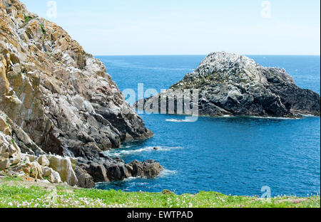 Saltee Inseln Küste in Sommerzeit, County Wexford, Irland, Europa Stockfoto