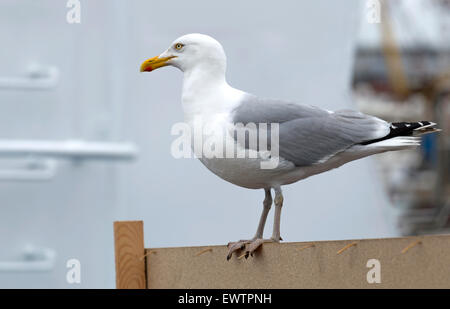 Weniger schwarz-backed Gull Auschecken der Blick auf den Hafen von IJmuiden, Nordholland, Niederlande. Stockfoto