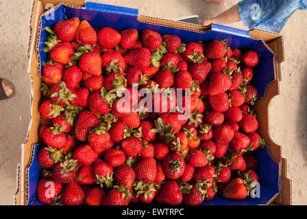 Boxen mit geernteten bebauten Erdbeeren (Fragaria) in South Australia, Australien Stockfoto