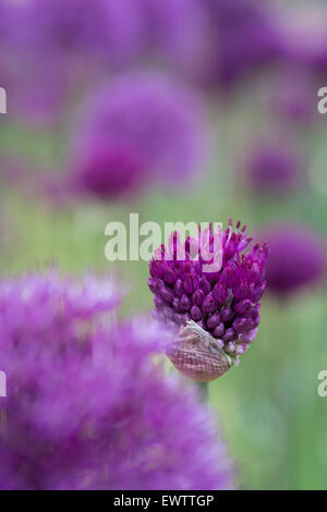 Eine angehende Allium vor dem Hintergrund der aus Fokus allium Stockfoto