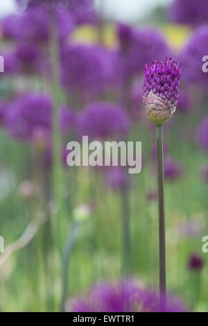 Eine angehende Allium vor dem Hintergrund der aus Fokus allium Stockfoto