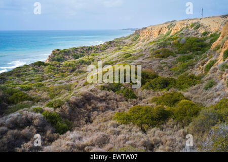 Blick auf die Bäume und die wilden Blumen in San Onofre Surf Beach in Südkalifornien mit den pazifischen Ozean in der Ferne. Stockfoto