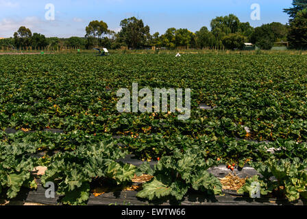 Reihen von jungen Erdbeerpflanzen in South Australia, Australien Stockfoto