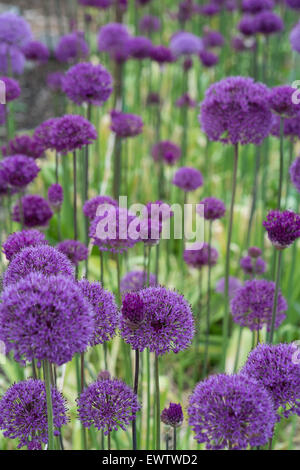 Allium im Blume auf einer Zuteilung Stockfoto