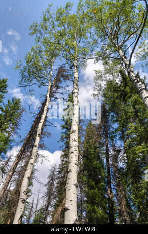 Wapta fällt in der Nähe von Lake Louise in Kanada Stockfoto