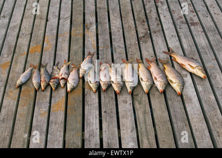 Rohen Süßwasserfische Karpfen auf einem Holzbrett.  Lake Alexandrina in Südaustralien. Stockfoto