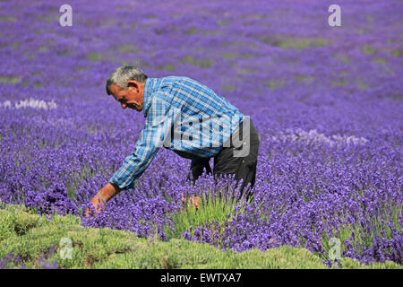 Ernten die Ernte zum Mayfield Lavendel, Croydon Lane, Banstead, Surrey UK. Stockfoto