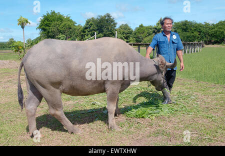 Wasserbüffel oder inländische asiatische Wasserbüffel (Bubalus beispielsweise) Stockfoto