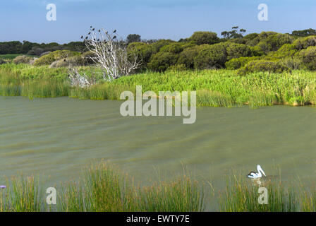 Lake Alexandrina in Südaustralien. Australien. Wasservögel. Stockfoto