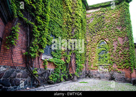 Pflanze mit vielen grünen Blättern, die über die alte Mauer Stockfoto