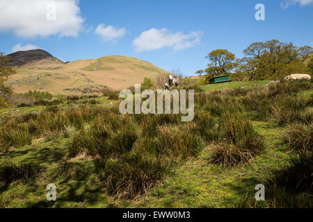 Moor Landschaft, Buttermere, Lake District National Park, Cumbria, England, UK Stockfoto