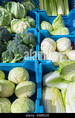 Sortiment von Grün mit weißen Kohl als Gemüse in blauen Kisten auf Markt Stockfoto
