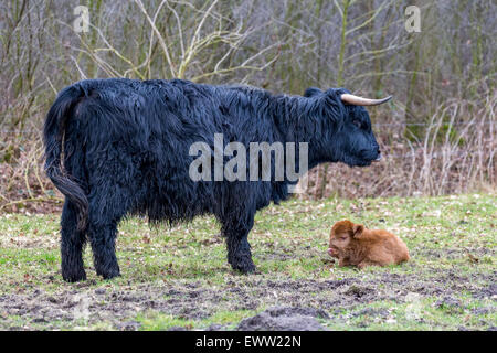 Schwarze Mutter schottische Highlander Kuh mit liegend braun Kalb in Frühlingswiese Stockfoto