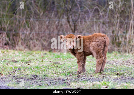 Neugeborenen braun schottische Highlander Stier Kalb stehend in Frühlingswiese Stockfoto