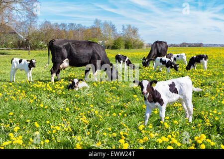 Wiese voller Pusteblumen mit weidenden Kühen und Neugeborenen Kälbern im Frühling Stockfoto