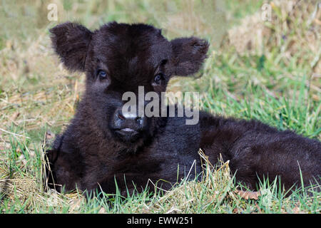 Porträt des Neugeborenen schwarzen schottischen Highlander Kalb im Frühling Gras liegend Stockfoto