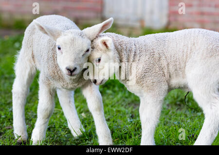 Zwei umarmen und lieben weißen Lämmer Köpfe zusammen im Frühling Stockfoto