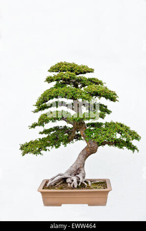 Bonsai Pflanzen befinden sich in den China-Topf Stockfoto