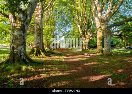 An avenue of ancient beech trees at Whiddon Deer Park Devon Uk Stockfoto