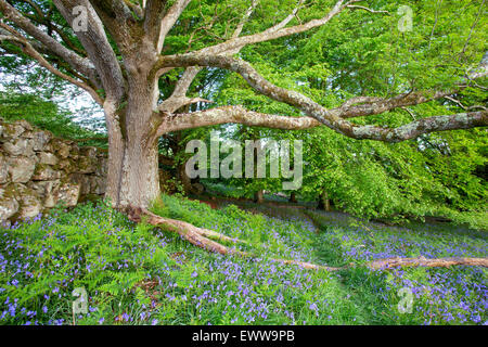 Glockenblumen unter einer alten Eiche im Wald bei Whiddon Deer Park Devon Uk Stockfoto