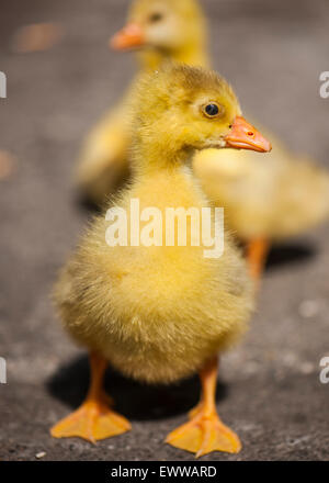 Entenküken Stockfoto