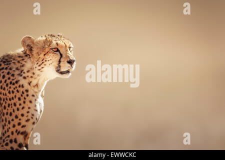 Gepard Porträt - Kalahari-Wüste - Südafrika Stockfoto