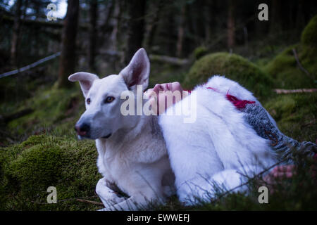 Der Stoff aus dem Träume und Alpträume: ein Junge rote kurzhaarige kaukasischen Frau Mädchen allein in einem dunklen Kiefernwald mit einem weißen Wolf-ähnlichen Hund schlafen Stockfoto