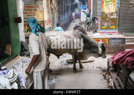 Brahmane stier Kuh wandert durch die engen atmosphärischen aber verwirrend Labyrinthischen Gassen der alten Stadt Varanasi Indien, indische, schmale, Lane, Gassen, Stockfoto