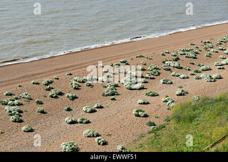 Meerkohl, wächst an der Nordseeküste, Bawdsey Fähre, Suffolk, UK. Stockfoto