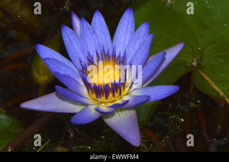 Blaue Seerosenblume lateinischer Name Nymphaea sp.Seerose Blau Stockfoto