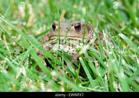 Nahaufnahme von einer europäischen gemeinsamen Kröte, Bufo Bufo, sitzen in der Wiese Stockfoto