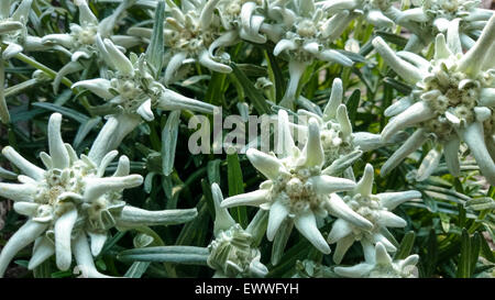 Leontopodium Alpinum, berühmten Blumenmarkt Edelweiss, Symbol der Alpen Stockfoto