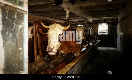Vier Kühe im alten Stall für Rinder, Retro-Stil Stockfoto