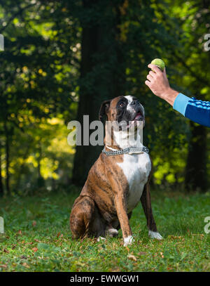 Deutscher Boxer Stockfoto