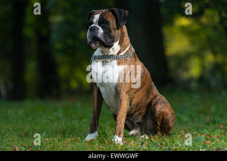 Deutscher Boxer Stockfoto