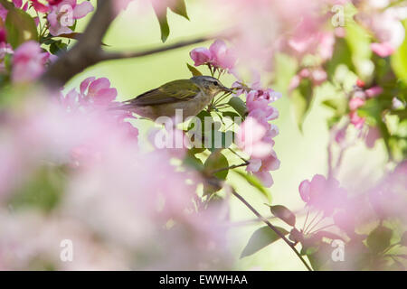 Nashville Warbler (oreothlypis ruficapilla) im Frühjahr Stockfoto