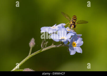 Hoverfly sammeln Nektar von Vergiss mich nicht Blume Stockfoto