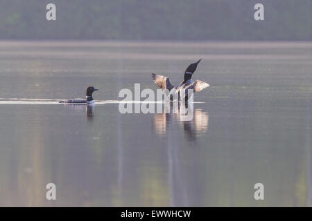 Gemeinsamen Loon (Gavia Immer) Familie im Frühjahr. Stockfoto