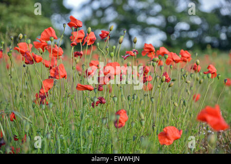 Mohnblumen wehen im Wind im Feld auf dem Lande Vereinigtes Königreich Stockfoto