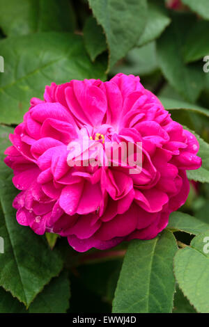 Gefüllte Blüte, von der sehr aromatisch Portland Damaszener-Rose, Rosa "De Gilân" Stockfoto