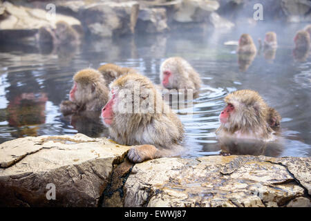 Japanische Schneeaffen in Nagano. Stockfoto