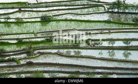 Erstaunliche abstrakte Textur des Terrassen-Reisfeldern mit Himmel bunte Spiegelung im Wasser. Ifugao Provinz. Banaue, Philippinen UNE Stockfoto