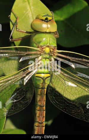 Frau Kaiser Libelle (Anax Imperator) Härten ab nach jüngsten Entstehung Stockfoto