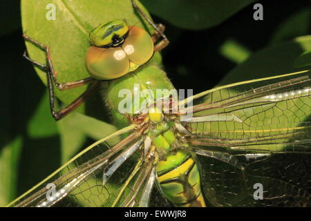 Frau Kaiser Libelle (Anax Imperator) Härten ab nach jüngsten Entstehung Stockfoto