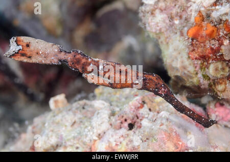 Robuste Geisterpfeifenfische, Solenostomus Cyanopterus, Anilao, Batangas, Philippinen, Pazifik Stockfoto