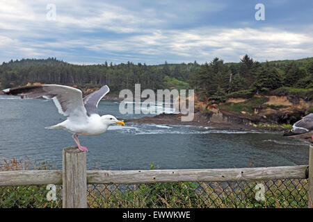 Eine Möwe fliegen über dem Pazifischen Ozean entlang der Pazifikküste von Oregon bei einem State Park. Stockfoto